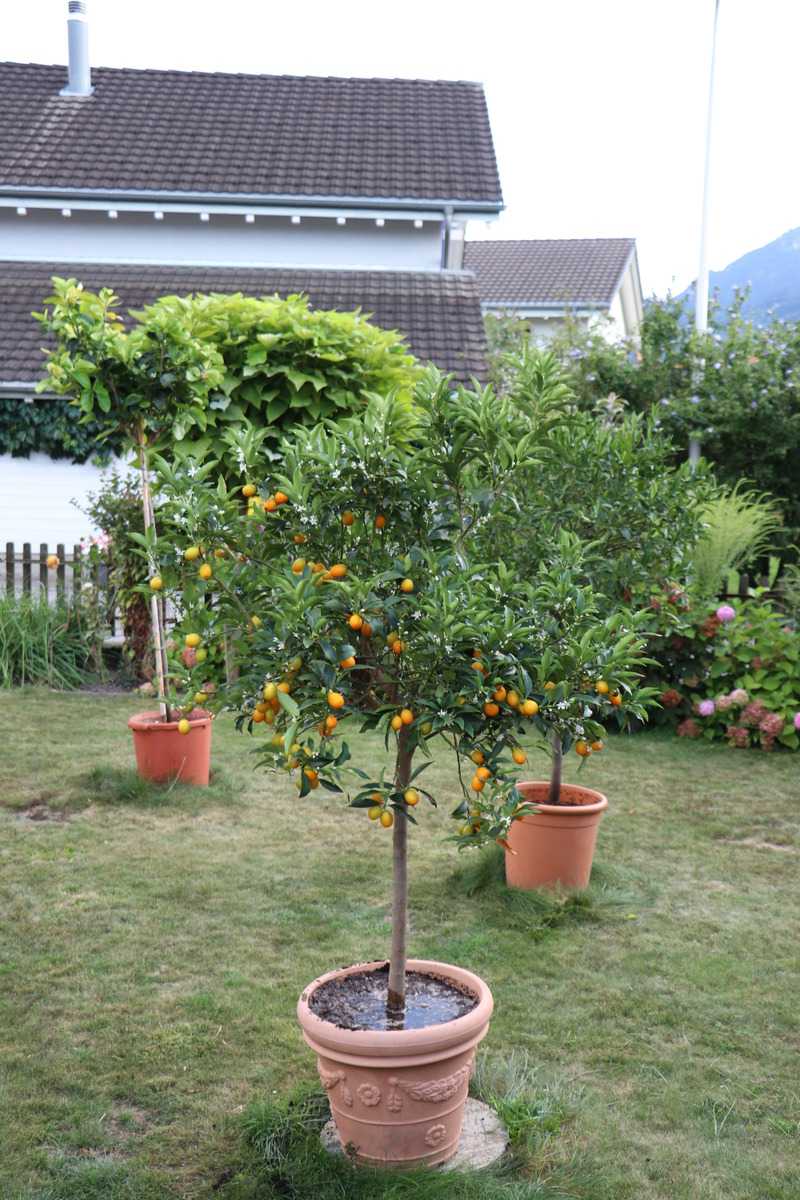 Kumquatbaum Ovale Kumquat fortunella margarita Lubera