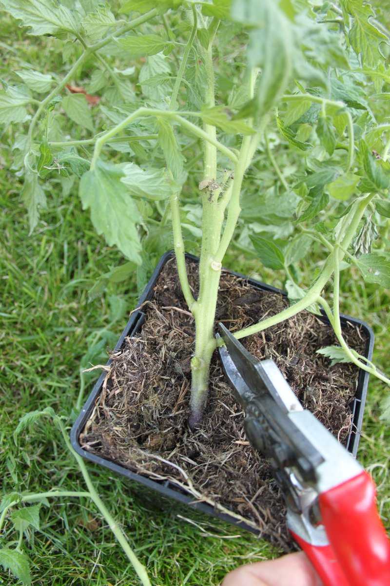  Wann pflanzt man tomaten?