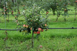 Zwerg-Apfelbaum pflanzen pflegen und schneiden Zwerg-Birnbaum Lubera