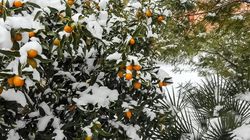 Zitruspflanzen berwintern Kumquat im Schnee Lubera