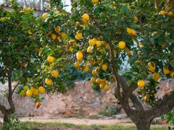 Zitronenbaum-Pflege