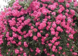 Ramblerrosen pflanzen, Rose American Pillar Lubera