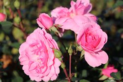 Rose Bonica 82, Stammrosen pflanzen