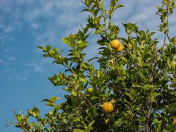 Zitronenbaum verliert Bltter - was tun?