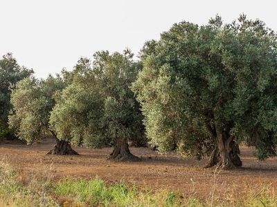 Die richtige Olivenbaum Erde - Grundlage fr tolle Oliven