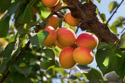 Wie kann man den Aprikosenbaum schneiden? Einfache Anleitung zum richtigen Schneiden