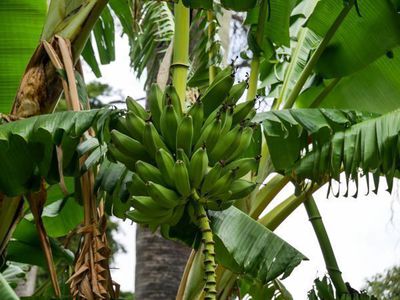 Bananenstauden pflanzen - fruchtige Exotik fr jeden Garten