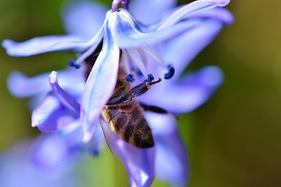 Bienenfreundliche Gehlze - ein Fest fr alle Gartenbesucher
