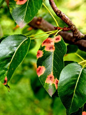 Birnbaum Krankheiten und Schdlinge an Blttern und Frchten erkennen und behandeln