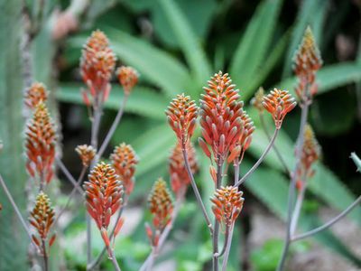 Die schnsten Aloe Arten - Blattrosetten und tolle Blten