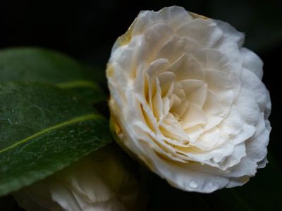 Die perfekte Kamelienblte - Erfolgsrezepte fr die Rose des Winters