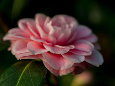 Camellia japonica - fernstliche Bltenpracht im frhen Frhjahr