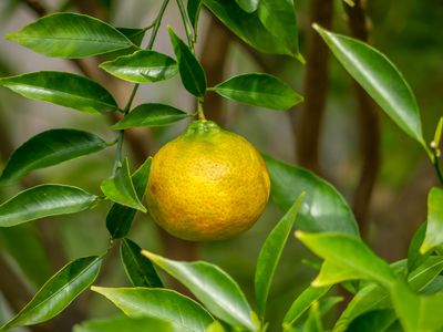 Die schnsten Mandarinensorten - ein leckerer berblick fr die eigene Ernte