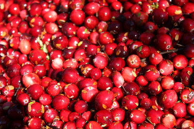 Darum sind Cranberries gesund und voller Heilkrfte 