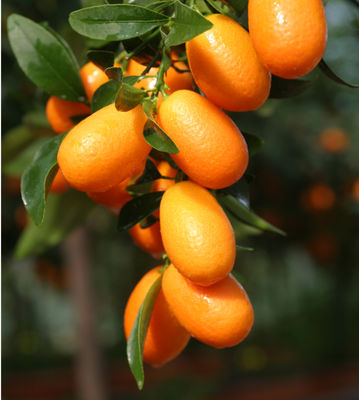 Kumquatbaum Ovale Kumquat fortunella margarita Lubera