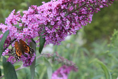 Sommerflieder: Alles ber Pflanzung, Pflege und Schnitt des Schmetterlingsstrauchs (Buddleja davidii)