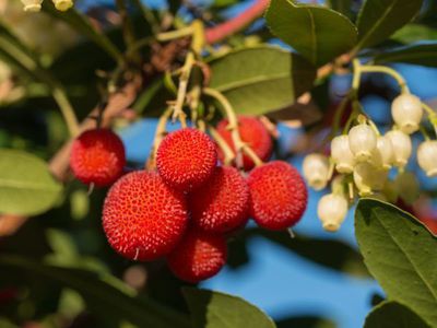 Der Erdbeerbaum Arbutus unedo - Winterblher und mediterranes Gehlz