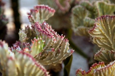Wissenswertes ber die Euphorbia lactea &#8222;Cristata&#8220;