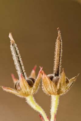 Geranien Samen erkennen, aussen und Eigenschaften