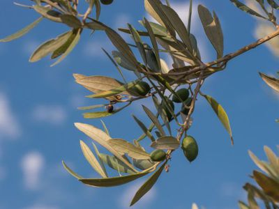 Wie ihr den Olivenbaum gieen msst - im Sommer und Winter