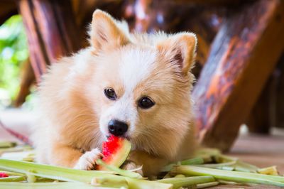 Drfen Hunde Wassermelone essen?