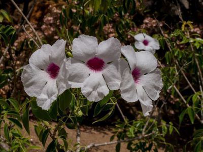 Pandorea jasminoides - fleiiger Kletterer mit tollen Blten