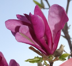 Kleinbleibende Magnolien fr Ihren Garten