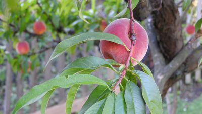 Kruselkrankheit - Resistente Pfirsiche und Nektarinen zchten