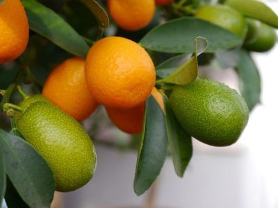 Kumquat gesund und lecker: Mediterrane Frchte mit vielen Vitaminen