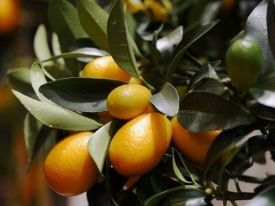 Den Kumquat berwintern - 5 Tipps fr die perfekte berwinterung