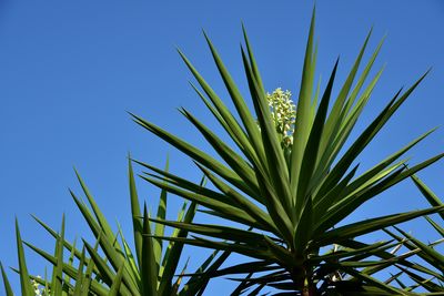 Yucca-Palme berwintern: So kommt Ihre Palmlilie durch den Winter