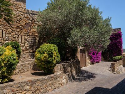 Kann ich in mitteleuropischen Grten einen Olivenbaum pflanzen?