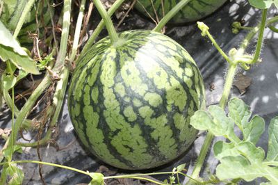 Melonen pflanzen - Der Lubera-Ratgeber von der Pflanzung bis zur Ernte