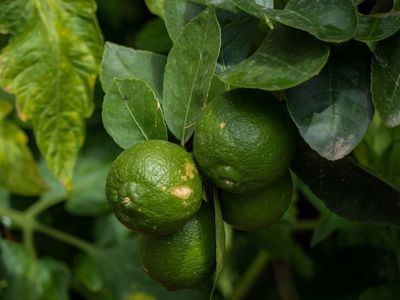 Limetten Pflanzen - Pflege und berwinterung bei den sen Sauren