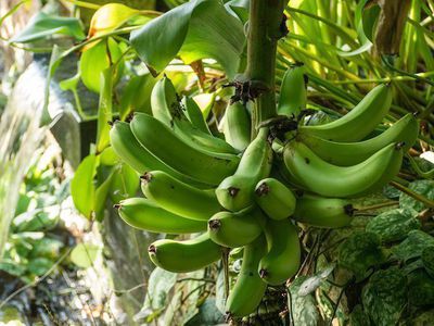 Die schnsten Bananenarten fr Garten und Wintergarten