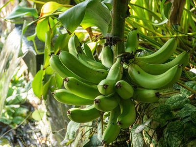 Bananenbaum berwintern