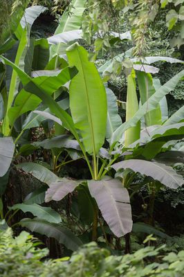 Bananenstaude, Musa basjoo pflanzen, pflegen und berwintern