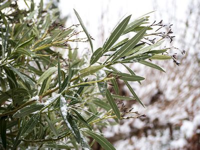 Vertrgt ein Oleander Frost? Frostschutz und Pflege beim Oleander