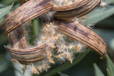 Oleander Samen erkennen, aussen und Verwendung