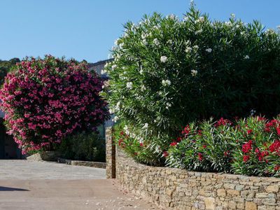 Den Oleander schneiden - Expertentipps fr den Oleanderschnitt