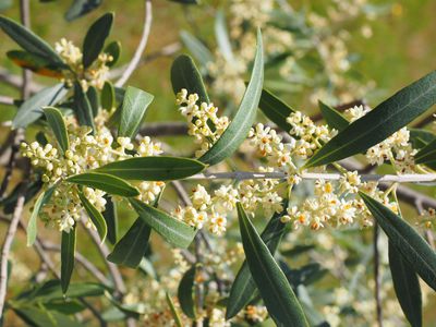 Die Olivenbaum Blte - kleine Blten fr viele Oliven