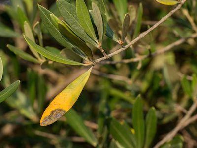 Warum der Olivenbaum gelbe Bltter bekommt - Ursachen und Pflegetipps