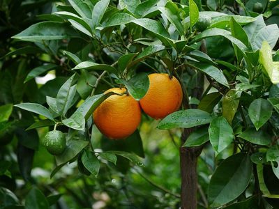 Den Orangenbaum berwintern - Winterschutz und -pflege