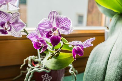 Was ist zu tun, wenn Orchideen verbl&uuml;ht sind?