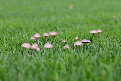 Pilze im Rasen bestimmen und vernichten