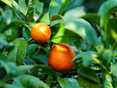 Mandarinenbaum berwintern - Zeitraum, Winterquartier und Pflege