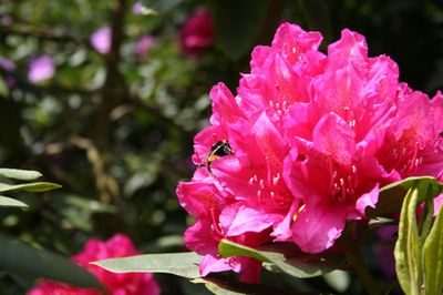 Rhododendron Pflege, Dngen, Krankheiten