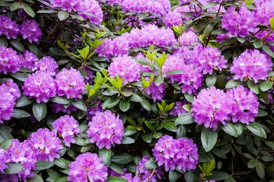 Rhododendron pflanzen &ndash; was ist zu beachten?