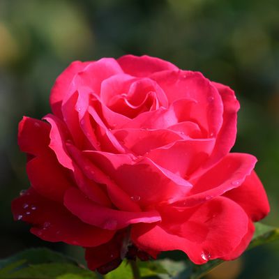 Pflanzen und Gefhle: Die Rosen der Liebe