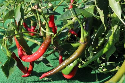 Chili pflanzen, pflegen und ernten &#8211; Der Chili-Ratgeber von Lubera